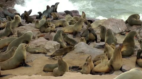 Seal colony, cape cross, namibia Stock Footage 55588331