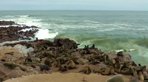 Seal colony, cape cross, namibia Stock Footage 55588429