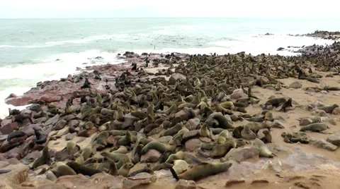 Seal colony, cape cross, namibia Stock Footage 55588447