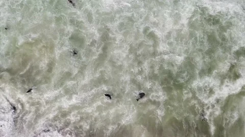 Seal colony at cape cross in Namibia Stock Footage 148598812
