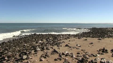 Seal colony Stock Footage 12147410