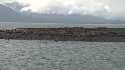 Seal Colony Stock Footage 85226878
