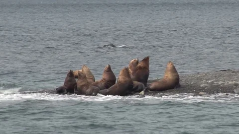 Seal Colony Stock Footage 85226973