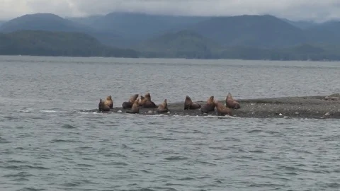 Seal Colony Stock Footage 85226978