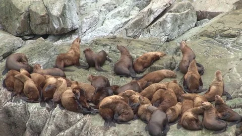 Seal Colony Stock Footage 85226990