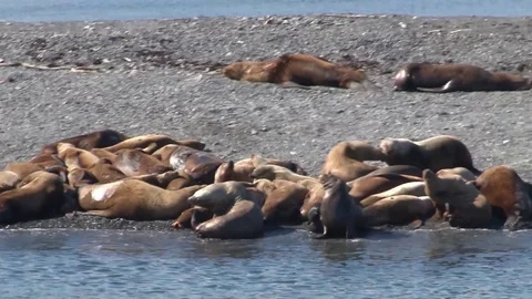 Seal Colony Stock Footage 85226998