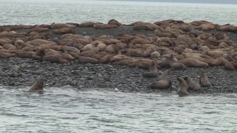 Seal Colony Stock Footage 85228439