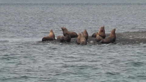 Seal Colony Stock Footage 85231514