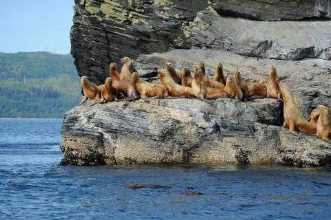 Seal colony Stock Photos