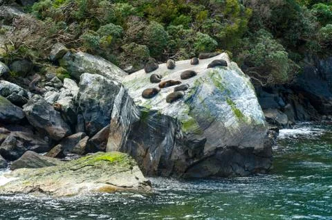 Seal Colony Foto stock