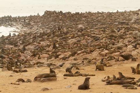 Seal Colony Stock Photos