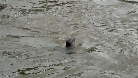 Seal that dives Stock Footage 102471405