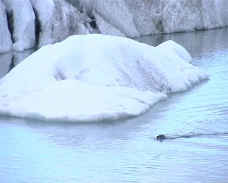 Seal diving among ice Stock Footage 515017