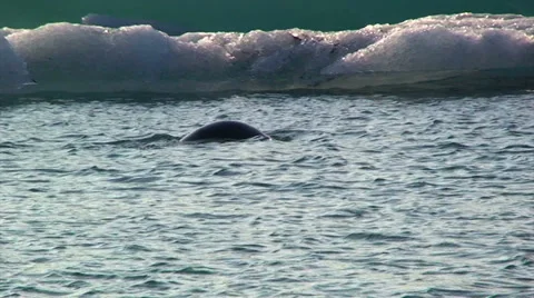 Seal diving and coming out of the water, swims to right Stock Footage 37896247