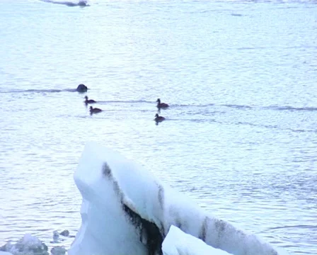 Seal diving in ice lagoon 2 Vídeo Stock 515009