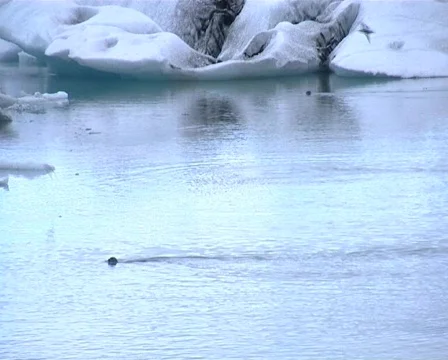 Seal, diving in ice lagoon Stock Footage 515020
