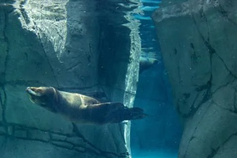 Seal dog on zoo Stock Photos
