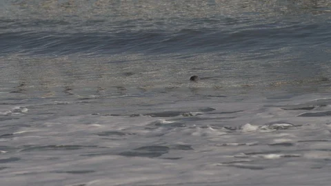 Seal Drops His Head Below an Incoming Wave Stock Footage 87242950