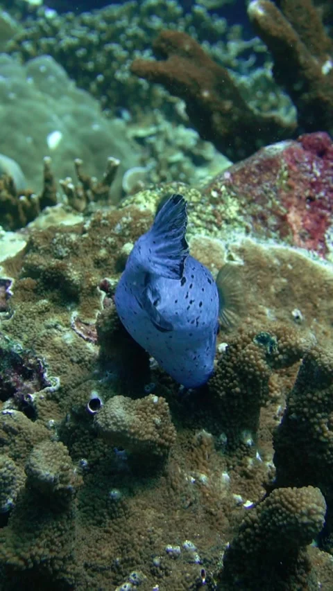 Seal faced pufferfish purple grey on coral in Thailand similans islands cute  Stock Footage 246352938
