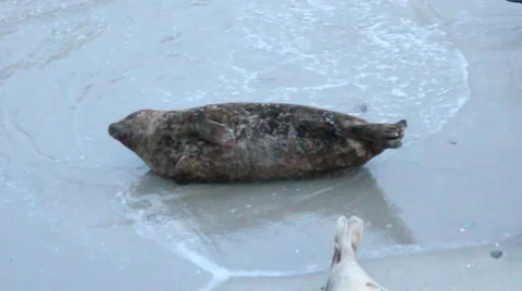 Seal Fin Fan Stock Footage 5738879