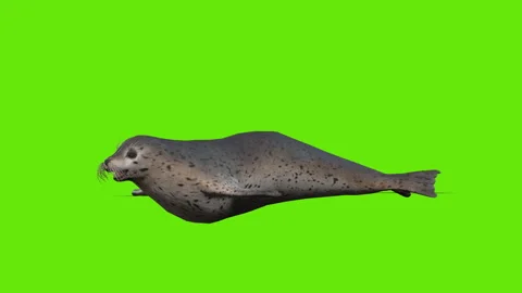 Seal fish video Video stock 277641586