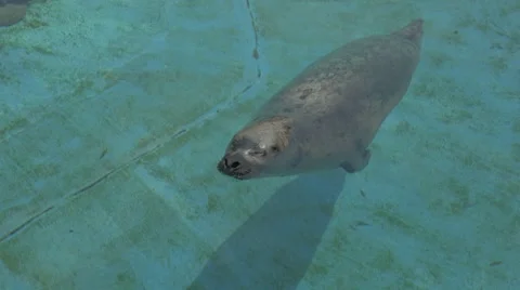 Seal floating Stock Footage 61223034