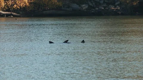 Seal floating in sacramento river on back with fins up in the air Stock Footage 258297917