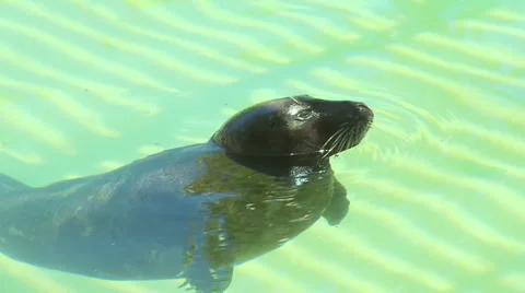 Seal Floating in Zoo Stock Footage 33216151
