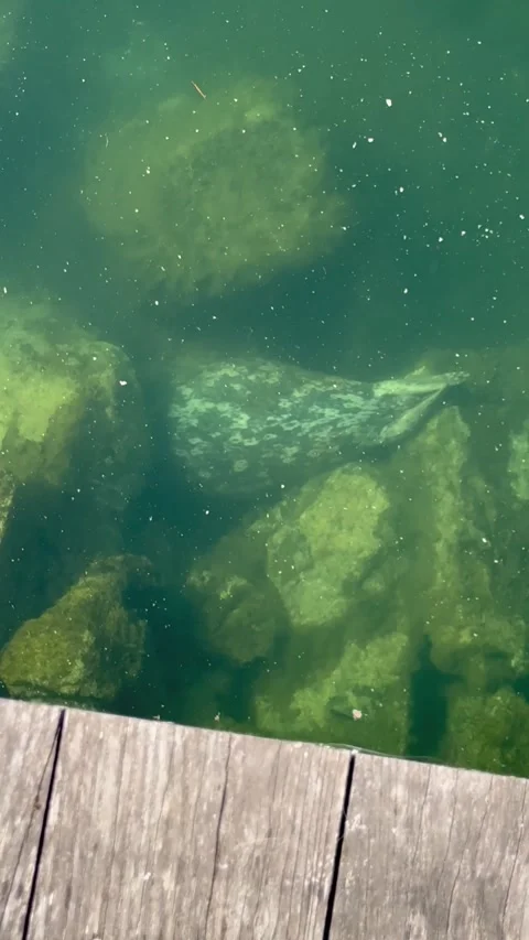 Seal Floats Without a Care in the World, Vancouver, British Columbia, Canada - 2 動画素材 342854767