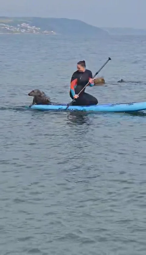 Seal Flops Aboard Passing Paddleboard, Hannafore, Looe, Cornwall, England, UK -  Stock Footage 315311541