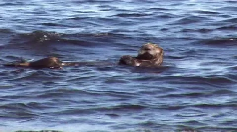 Seal Video stock 2708422