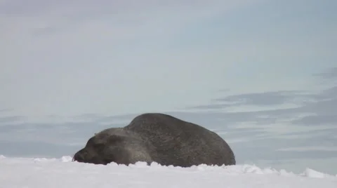 Seal Stock Footage 5416503
