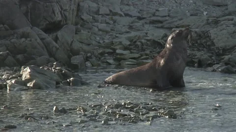 Seal Stock Footage 5427997