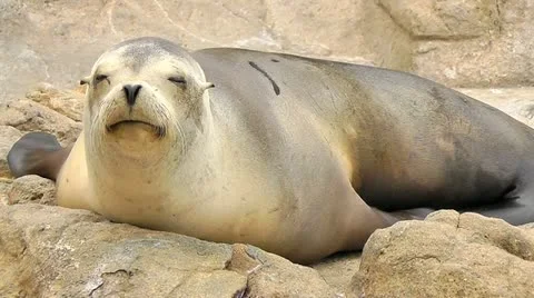 Seal Stock Footage