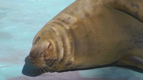 Seal Stock Footage 10917518