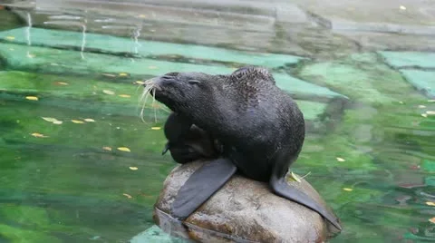 Seal Stock Footage 12279746