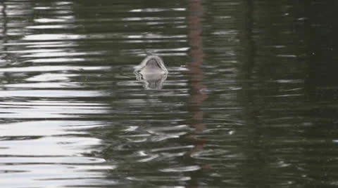 Seal Stock Footage 23003365