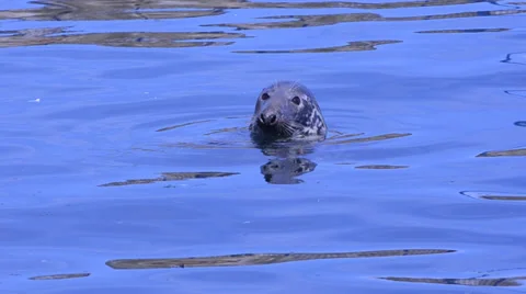 Seal Stock Footage 34495985