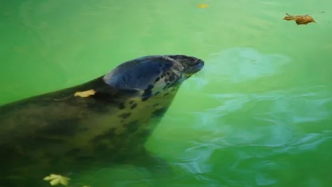 Seal Stock Footage 99101592