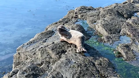 Seal Stock Footage 128609143