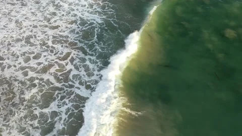  seal Vídeo Stock 137426866