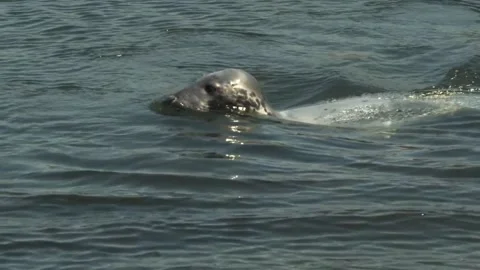 Seal Stock Footage 230126765