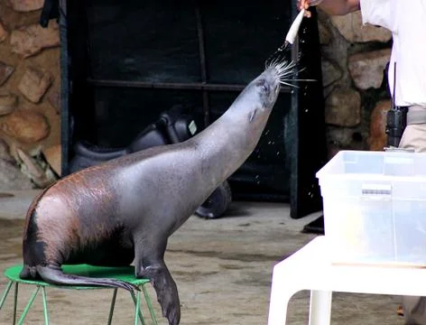 Seal getting reward from handler Stock Photos