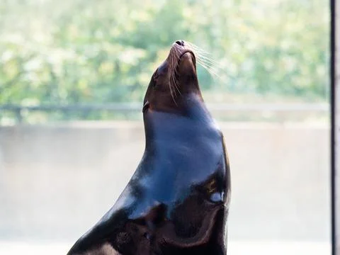 Seal getting some sun while posing on a rock. Stock Photos