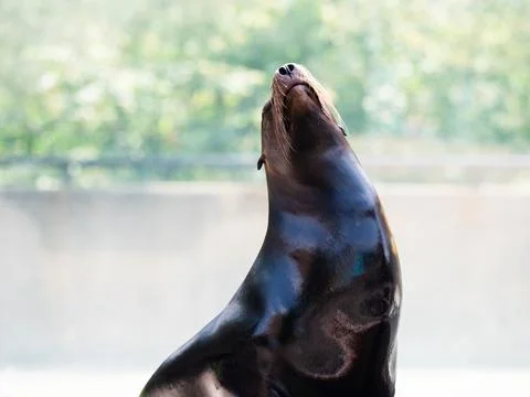 Seal getting some sun while posing on a rock. Stock Photos