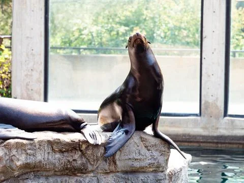Seal getting some sun while posing on a rock. Stock Photos