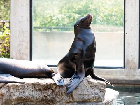 Seal getting some sun while posing on a rock. Stock Photos