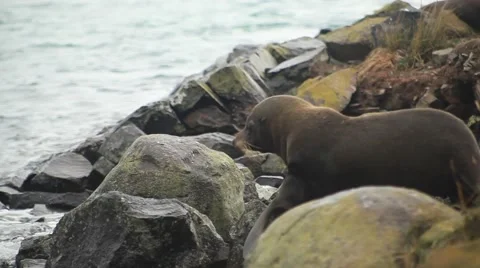 Seal going into ocean Stock Footage 48626200
