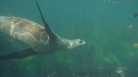 Seal gracefully swims by - * Unedited * Video stock 90404133