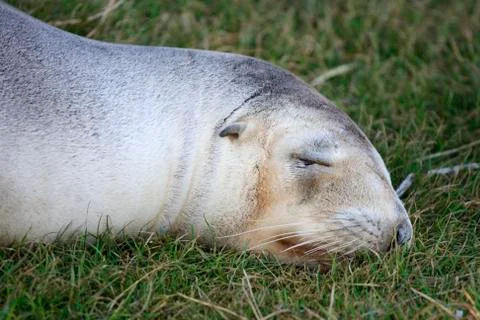 Seal on grass Stock Photos